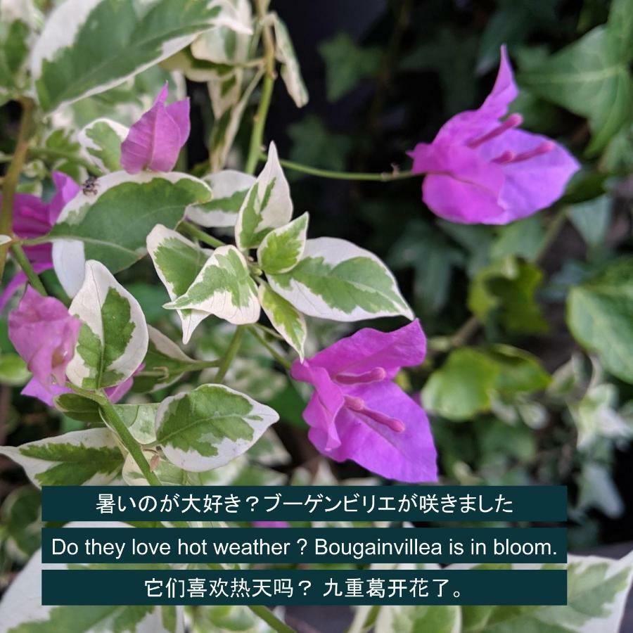 Kyoya Ryokan Nagoya Luaran gambar